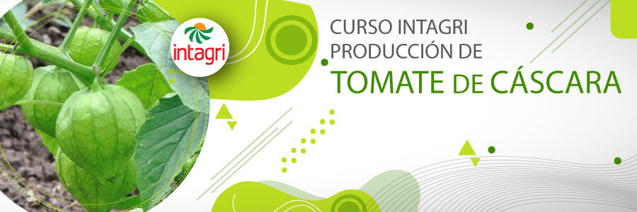 Curso producción y nutrición de tomate verde