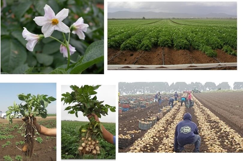 Curso fertilizacion de papa