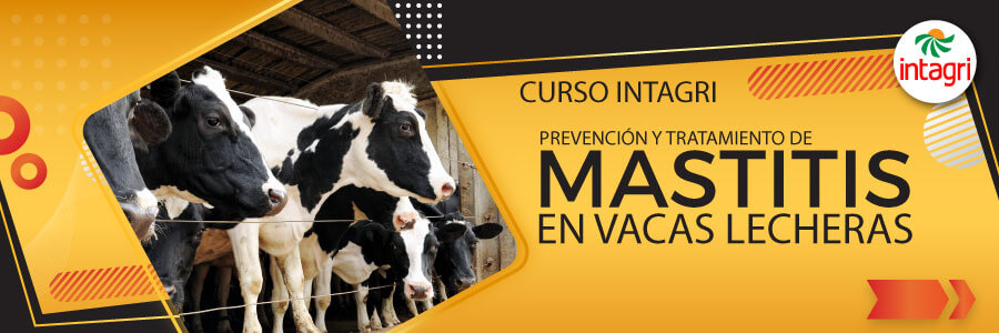 Curso de mastitis en vacas lecheras