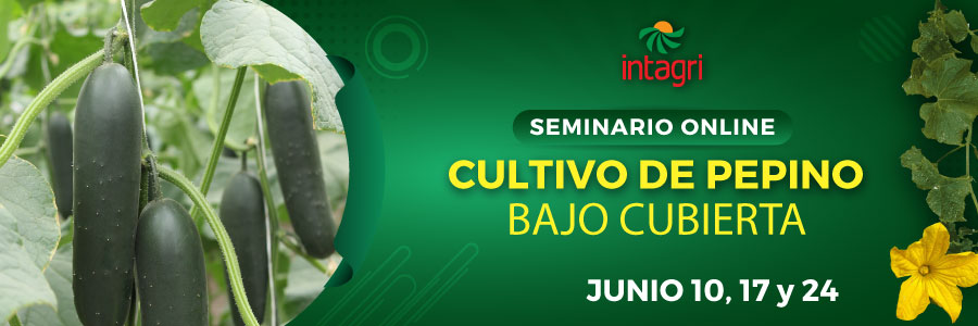 Curso producción pepino bajo cubierta