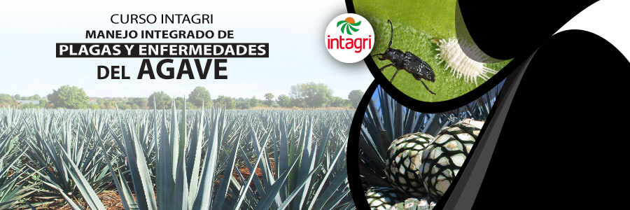 Curso de manejo de plagas y enfermedades del agave