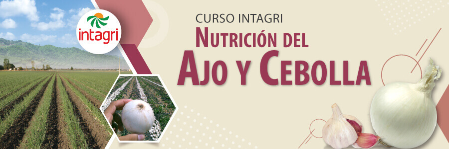 Curso producción y nutrición de cebolla y ajo