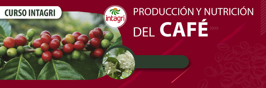 Curso de produccion y nutricion de cafe