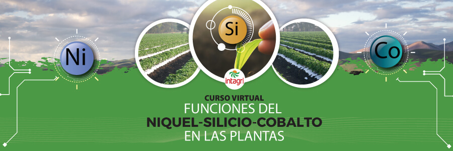 Funciones del niquel, silicio y cobalto