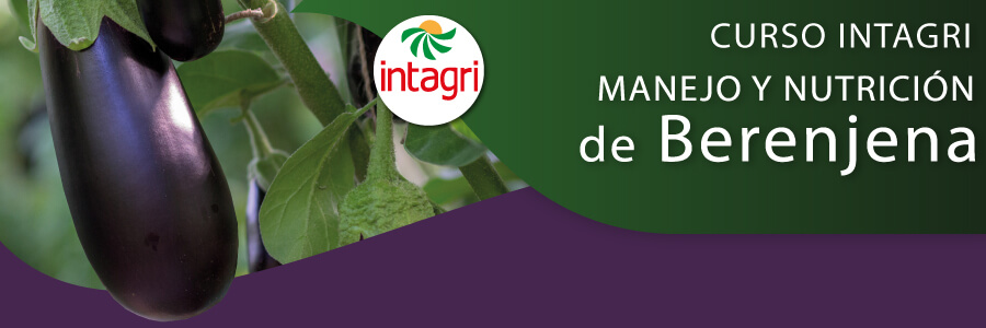 curso de berengena