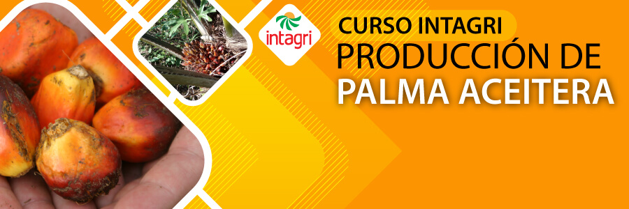 curso de palma aceitera