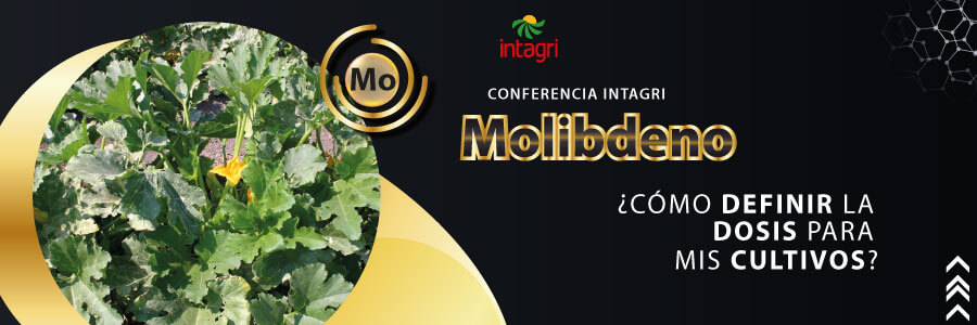 cursos de molibdeno