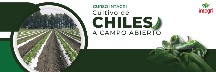 Curso de Chiles en campo abierto