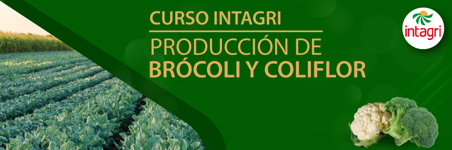 curso de brocoli