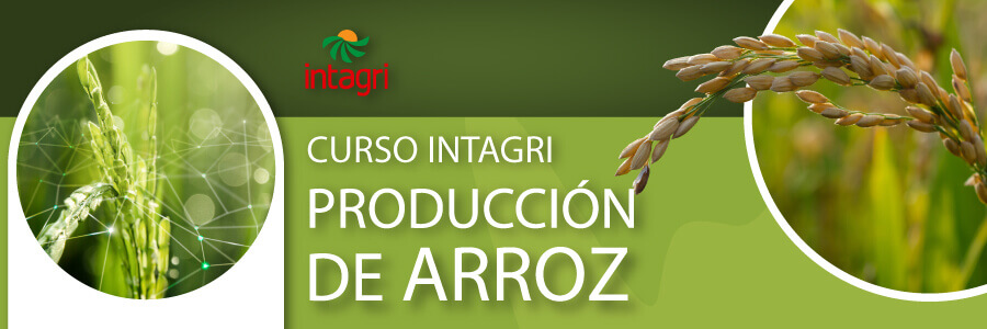 curso de arroz