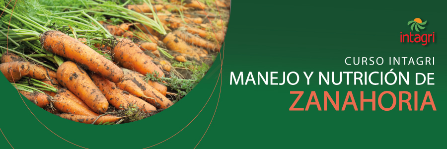 curso de producción de zanahoria