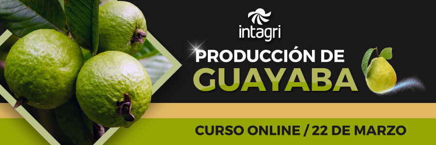 curso sobre cultivo de guayaba