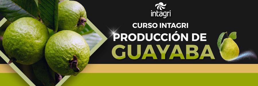 curso sobre cultivo de guayaba