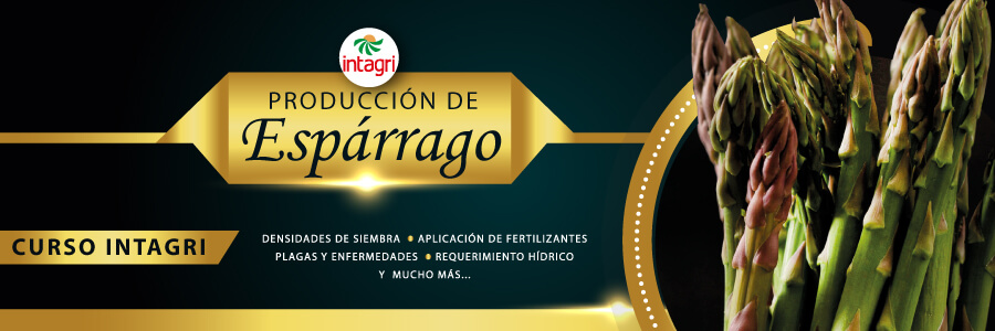 curso de producción de esparrago