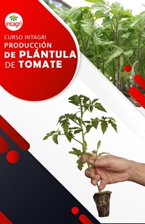 Curso Virtual Producción de plántula de tomate