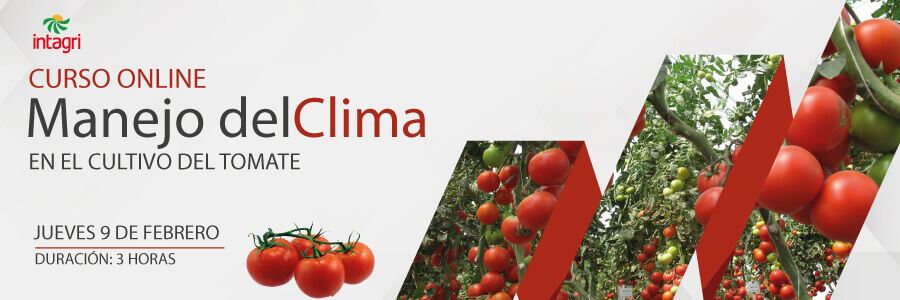 curso de clima en tomate