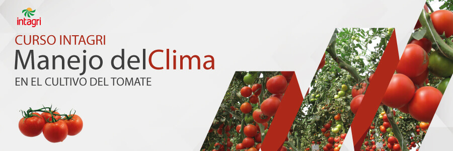 curso de clima en tomate