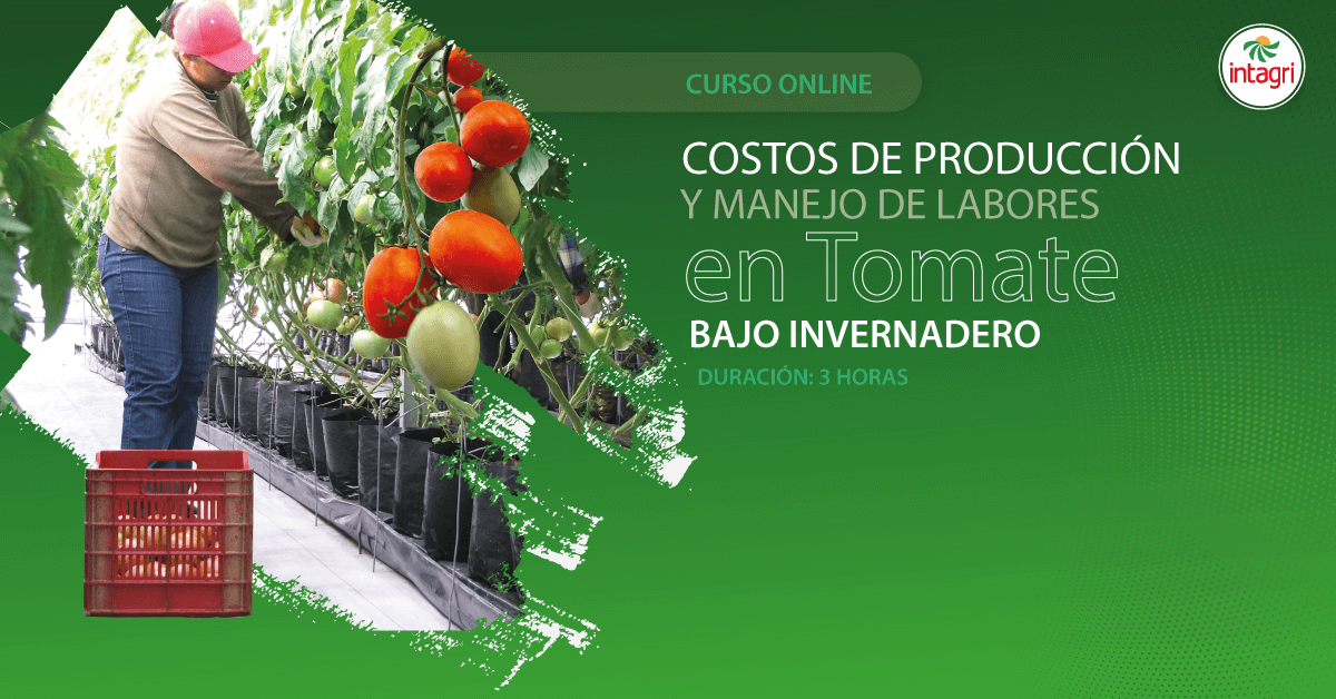 Curso Online Sobre Costos de Producción y Manejo de Labores en Tomate