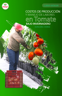 Curso Online Sobre Costos de Producción y Manejo de Labores en Tomate bajo Invernadero