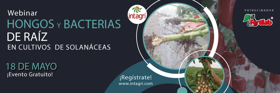 curso de Hongos y Bacterias de Raíz Como Agentes Causales  de Enfermedades en Cultivos de Solanáceas
