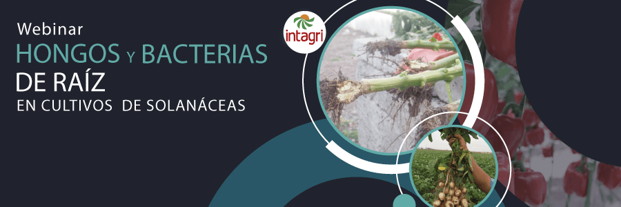 curso de Hongos y Bacterias de Raíz Como Agentes Causales  de Enfermedades en Cultivos de Solanáceas