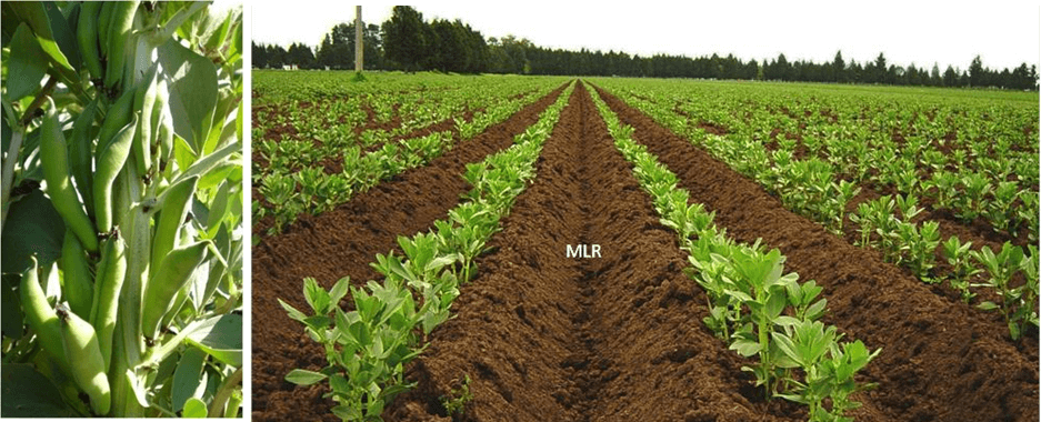 Alta productividad en el cultivo de haba