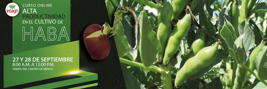 Alta productividad en el cultivo de haba