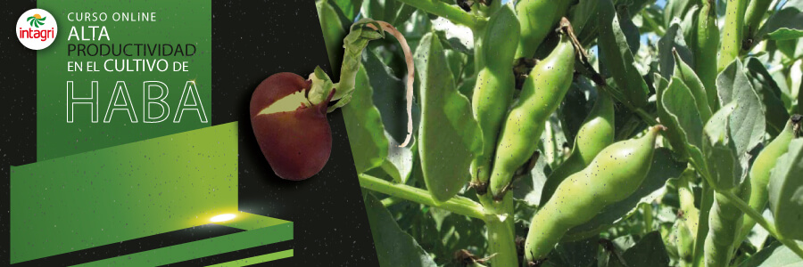 Alta productividad en el cultivo de haba
