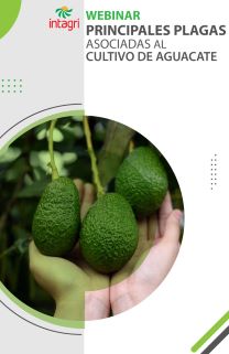 Webinar sobre principales plagas asociadas al cultivo de aguacate