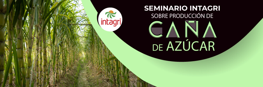 seminario de caña