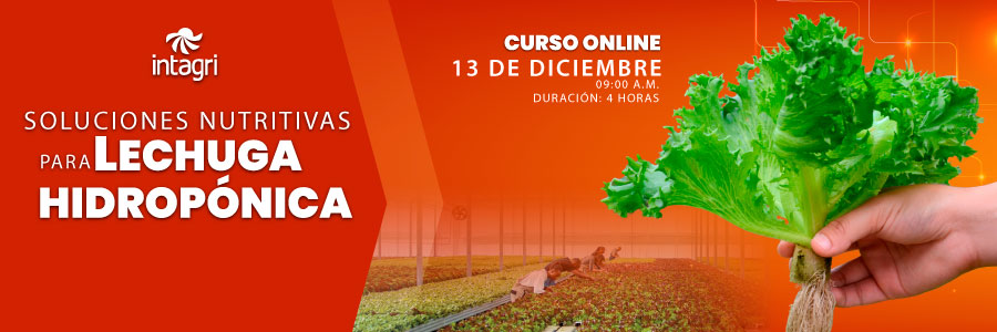 Soluciones Nutritivas para Lechuga Hidropónica