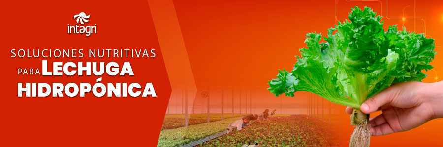 Soluciones Nutritivas para Lechuga Hidropónica