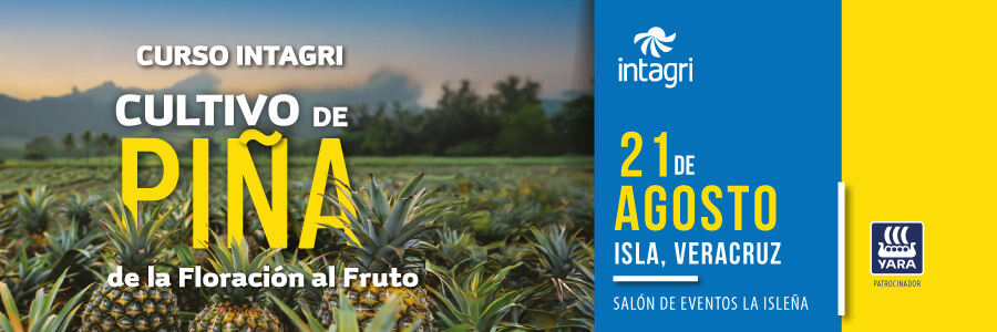 Cultivo de Piña de la Floración al Fruto
