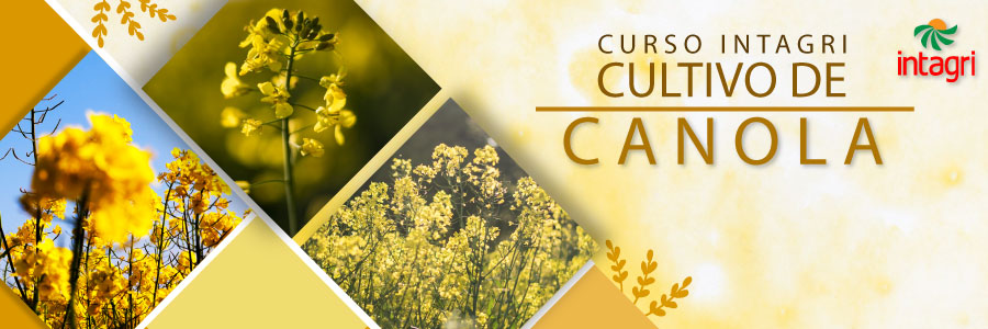 Cultivo de Canola