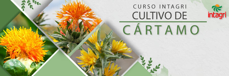 Cultivo de Cartamo