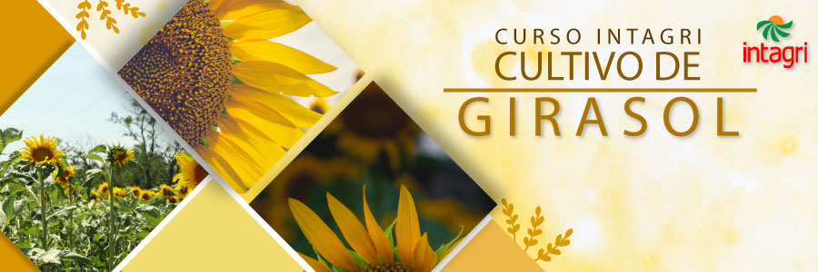 Cultivo de girasol