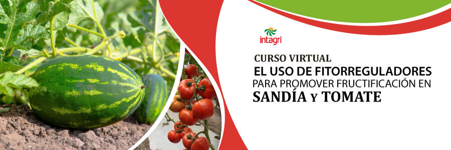 curso de sandia y tomate