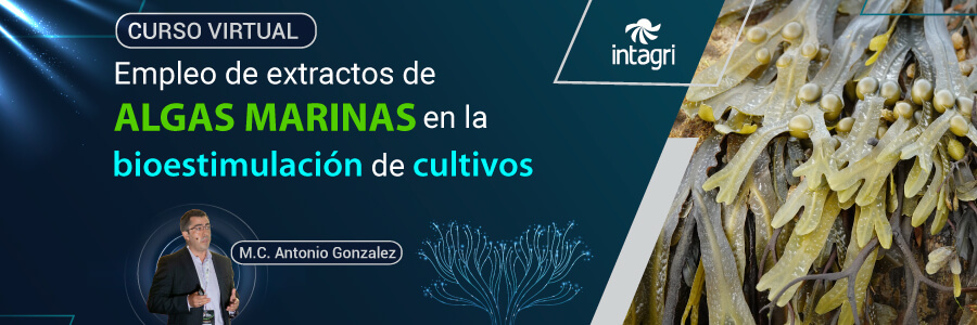 Algas marinas