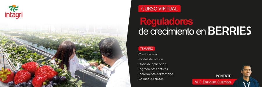 Uso de Reguladores de Crecimiento en la Producción de Berries 