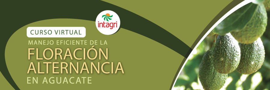 Manejo Eficiente de la Floración y la Alternancia en Aguacate 
