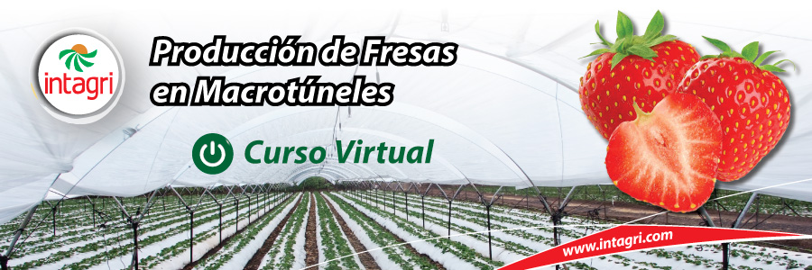 Curso virtual: Producción de Fresas en Macrotúneles
