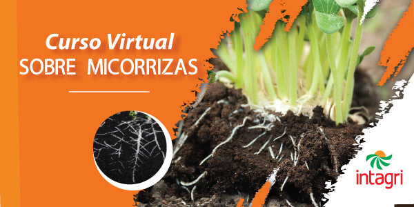 curso virtual sobre micorrizas