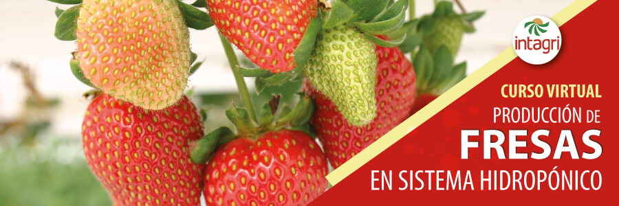 curso virtual: Producción de Fresas en Sistemas Hidropónicos 