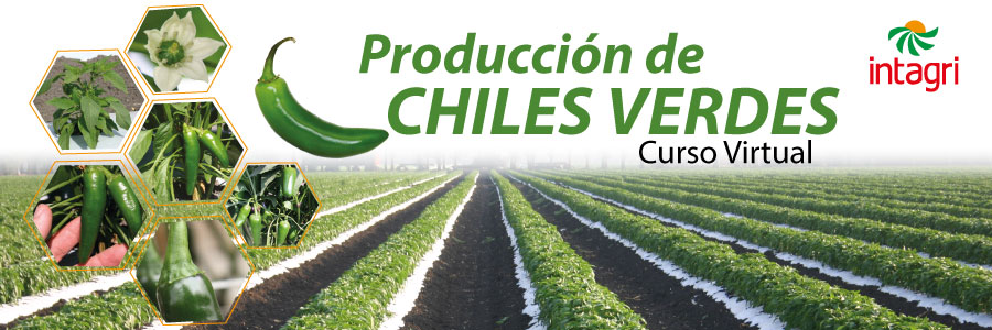 chiles-verdes