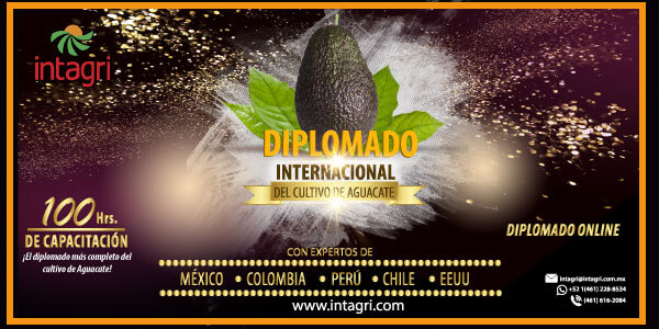 Diplomado internacional sobre cultivo de aguacate