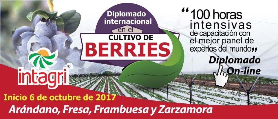 Diplomado Internacional en Cultivo de Berries