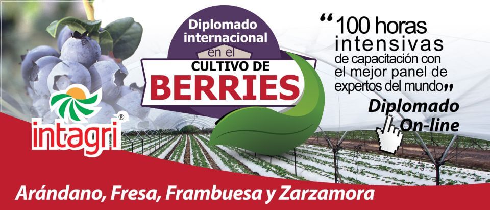 Diplomado Berries