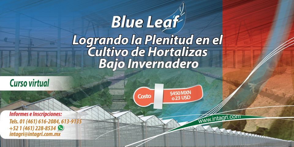 Blue Leaf, Logrando la Plenitud en el Cultivo de Hortalizas Bajo Invernadero