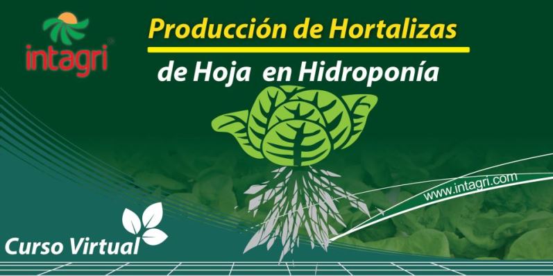 Producción de Hortalizas de Hoja en Hidroponía o NFT