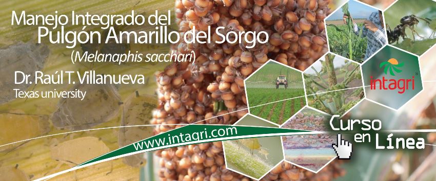 Manejo Integrado del Pulgón Amarillo del Sorgo